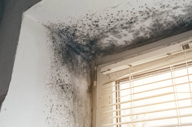 Mold Removal service in Jacksonville